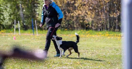 Lydnadsträning Border Collie