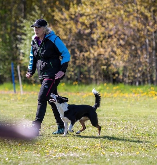 Lydnadsträning Border Collie