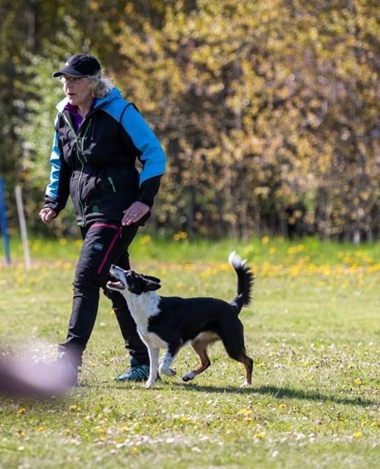 Lydnadsträning Border Collie