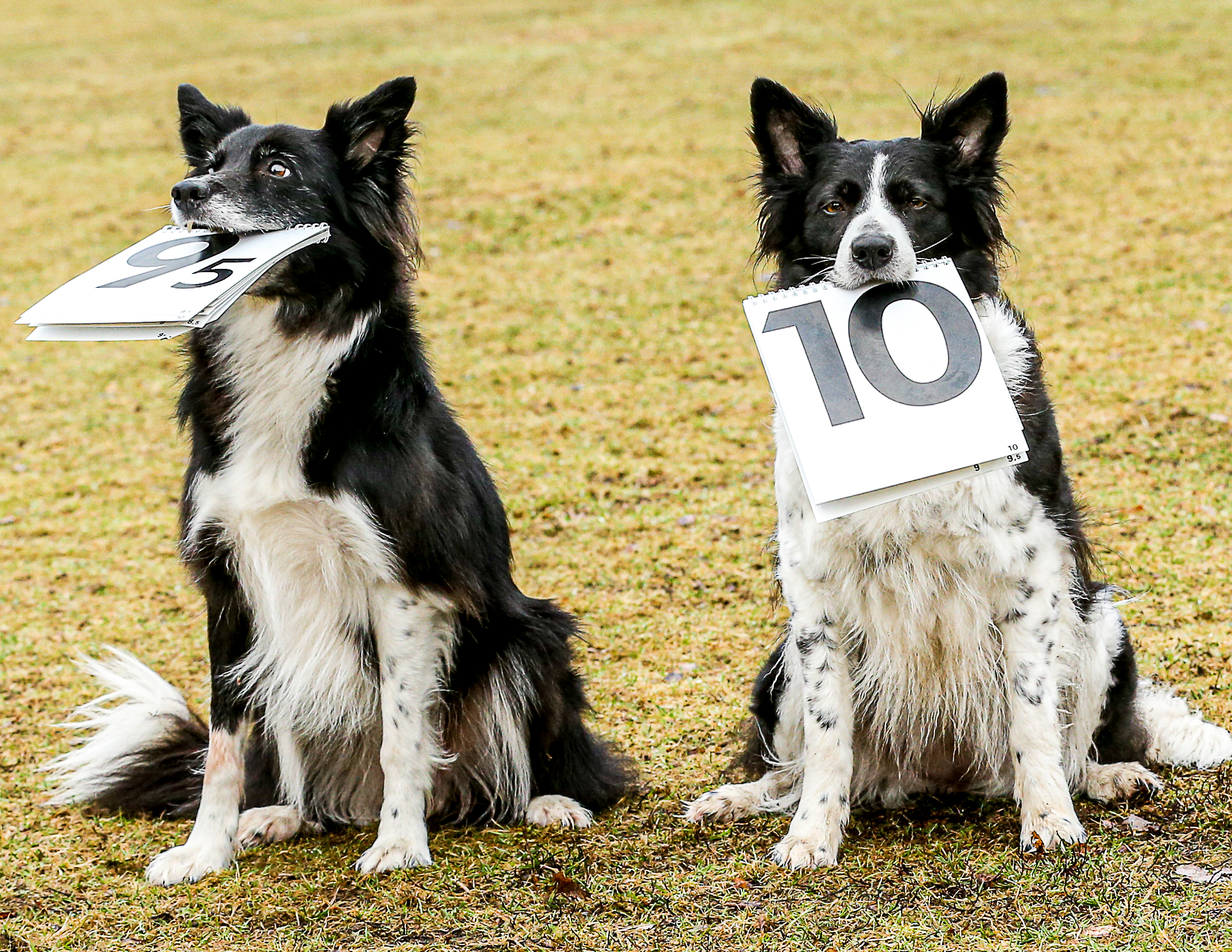  Bordercollie som håller i varsitt domarblock. Den ena visar 10 den andra 9,5
