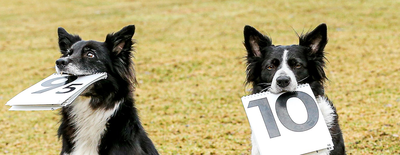 Bordercollie som håller i varsitt domarblock. Den ena visar 10 den andra 9,5