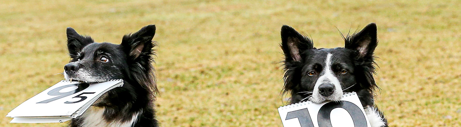 Bordercollie som håller i varsitt domarblock. Den ena visar 10 den andra 9,5