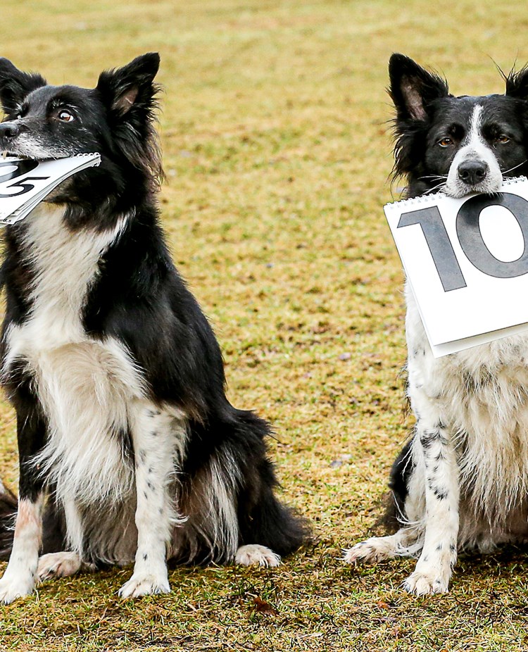 Bordercollie som håller i varsitt domarblock. Den ena visar 10 den andra 9,5