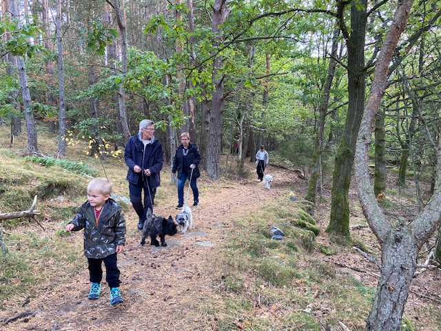 Personer som är ute och går i skogen med sina hundar.