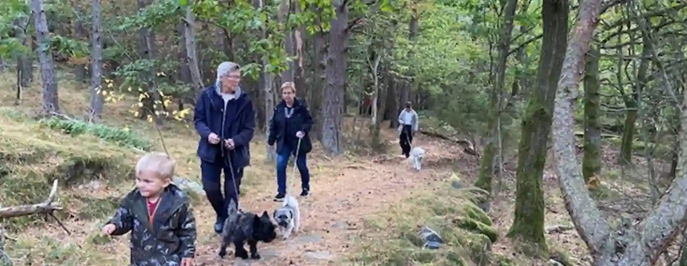 Personer som är ute och går i skogen med sina hundar.