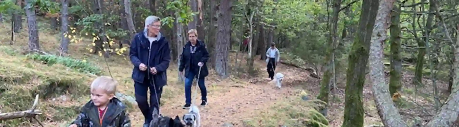 Personer som är ute och går i skogen med sina hundar.