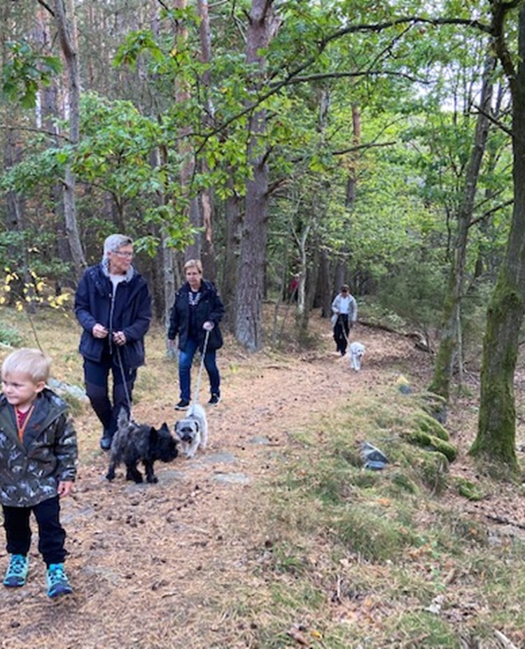 Personer som är ute och går i skogen med sina hundar.