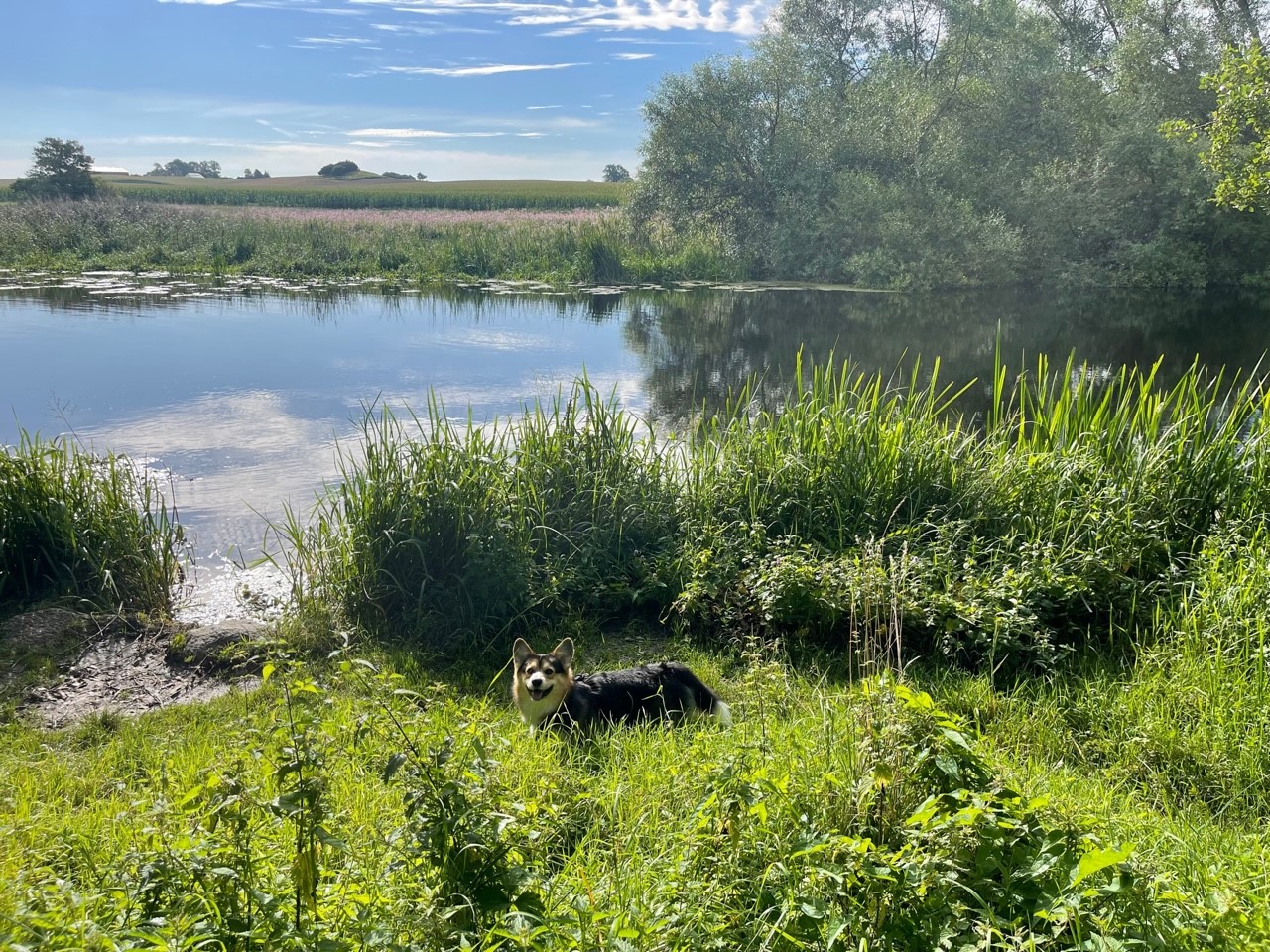 Hund på promenad vid en å. 
