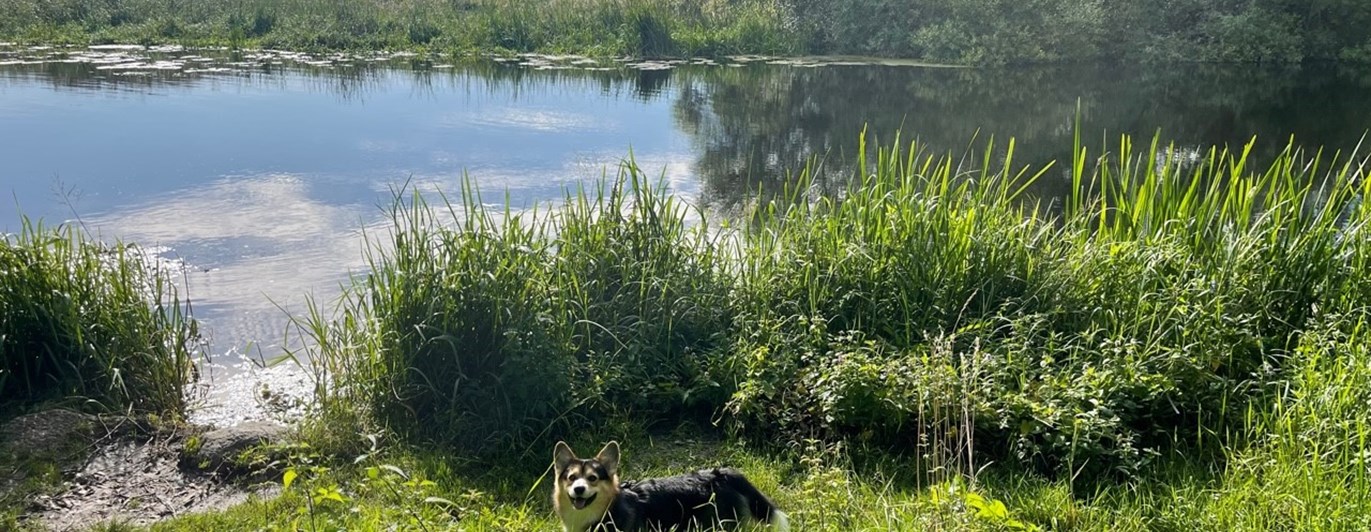 Hund på promenad vid en å.