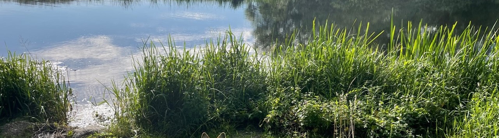 Hund på promenad vid en å.