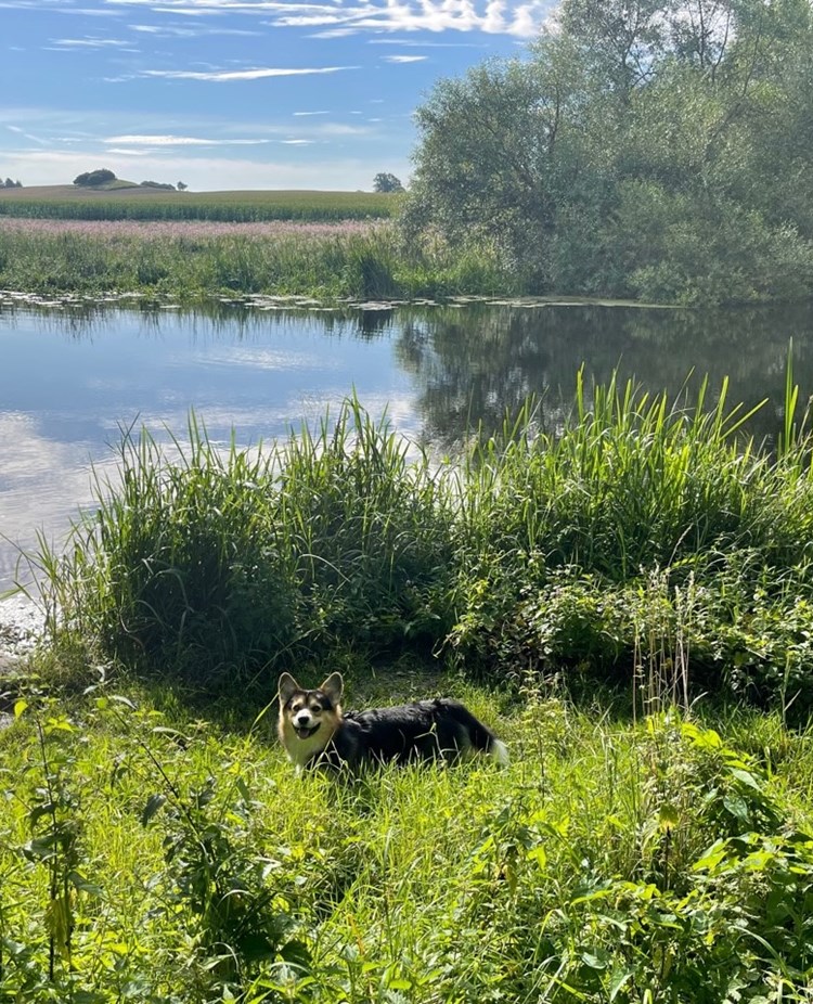 Hund på promenad vid en å.
