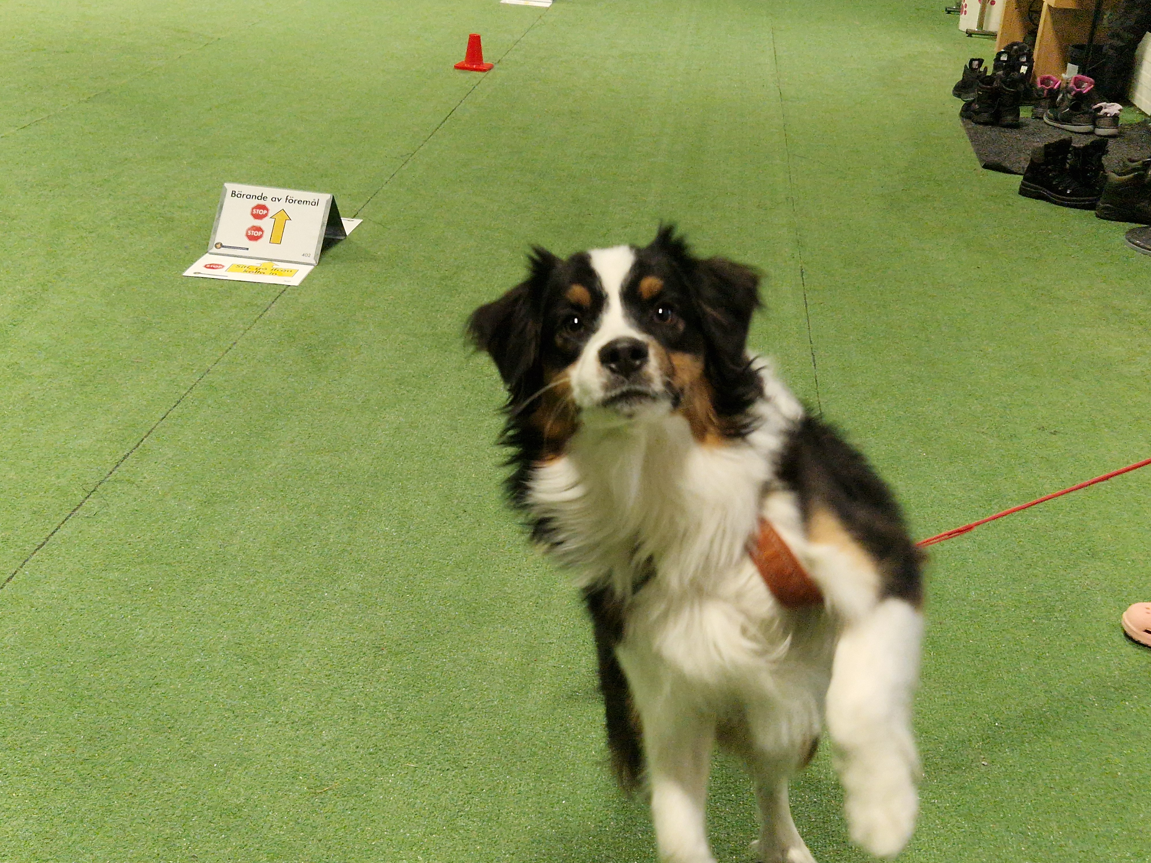 Ivrig ung Australian Shepherd hoppar mot kameran