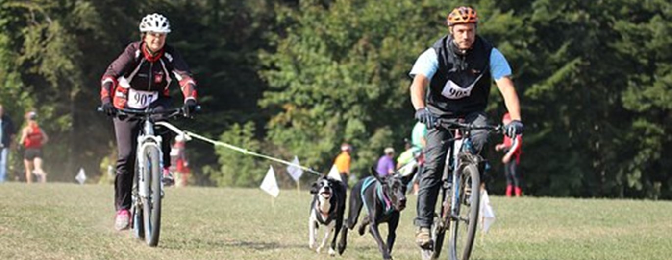 Draghundslopp med cykel, flera ekipage