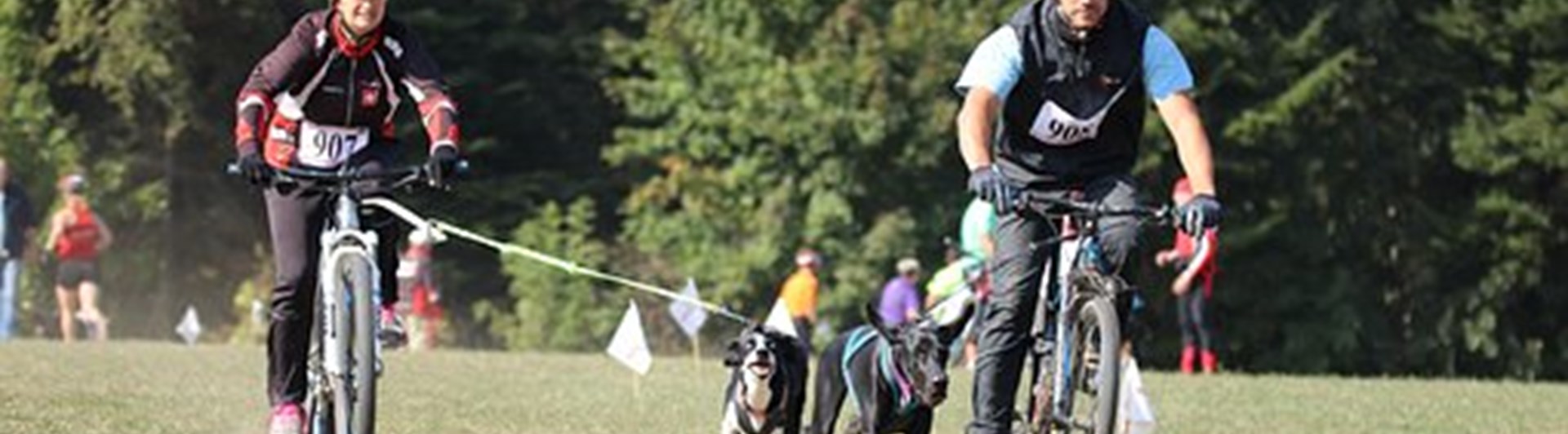 Draghundslopp med cykel, flera ekipage