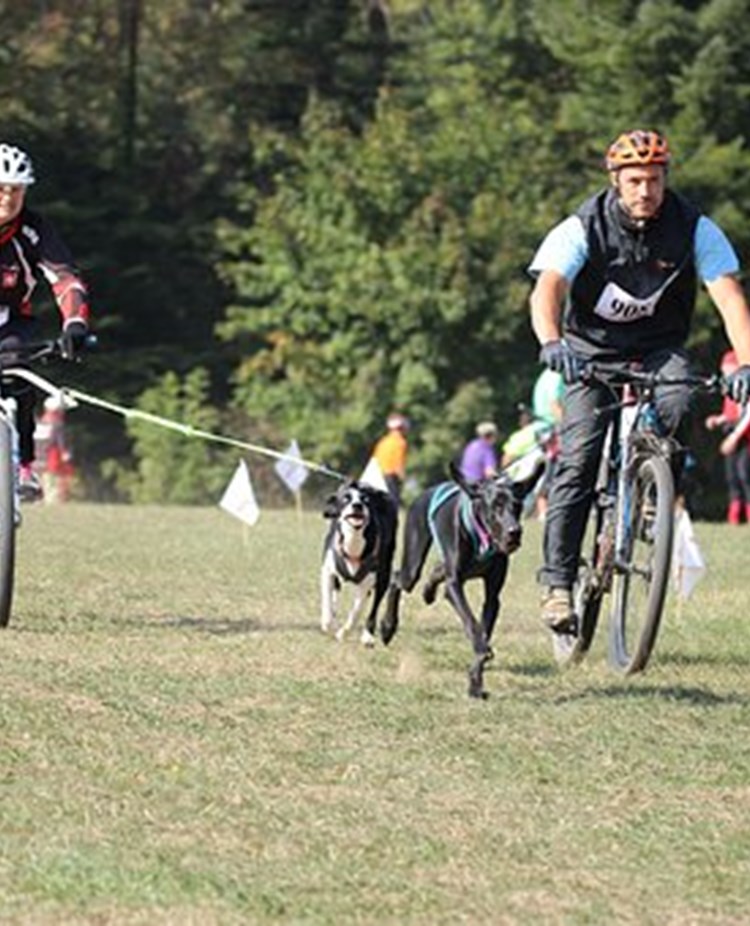 Draghundslopp med cykel, flera ekipage