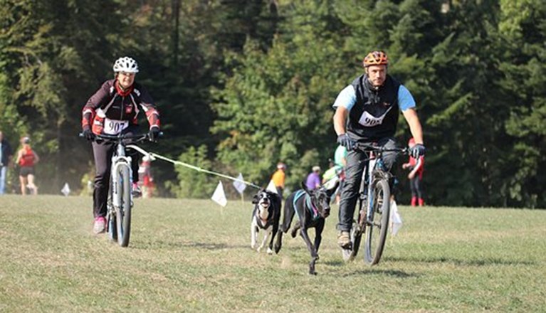 Draghundslopp med cykel, flera ekipage
