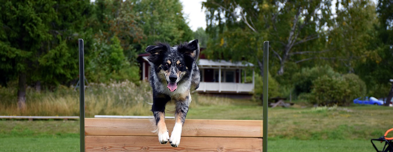 Australian sheperd som hoppar över ett lydnadshinder