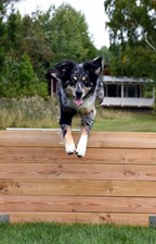 Kontakta tävlingssektorn