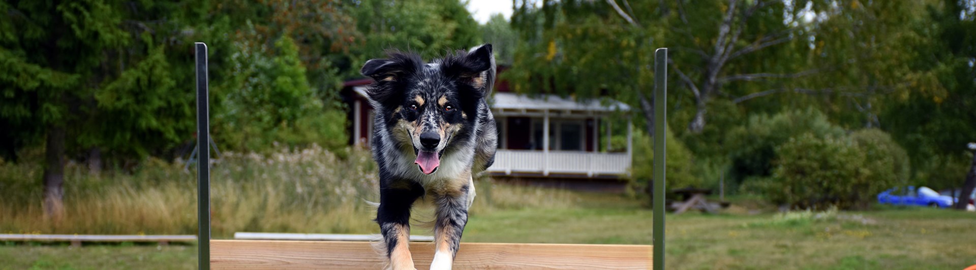 Australian sheperd som hoppar över ett lydnadshinder