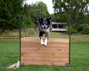Australian sheperd som hoppar över ett lydnadshinder