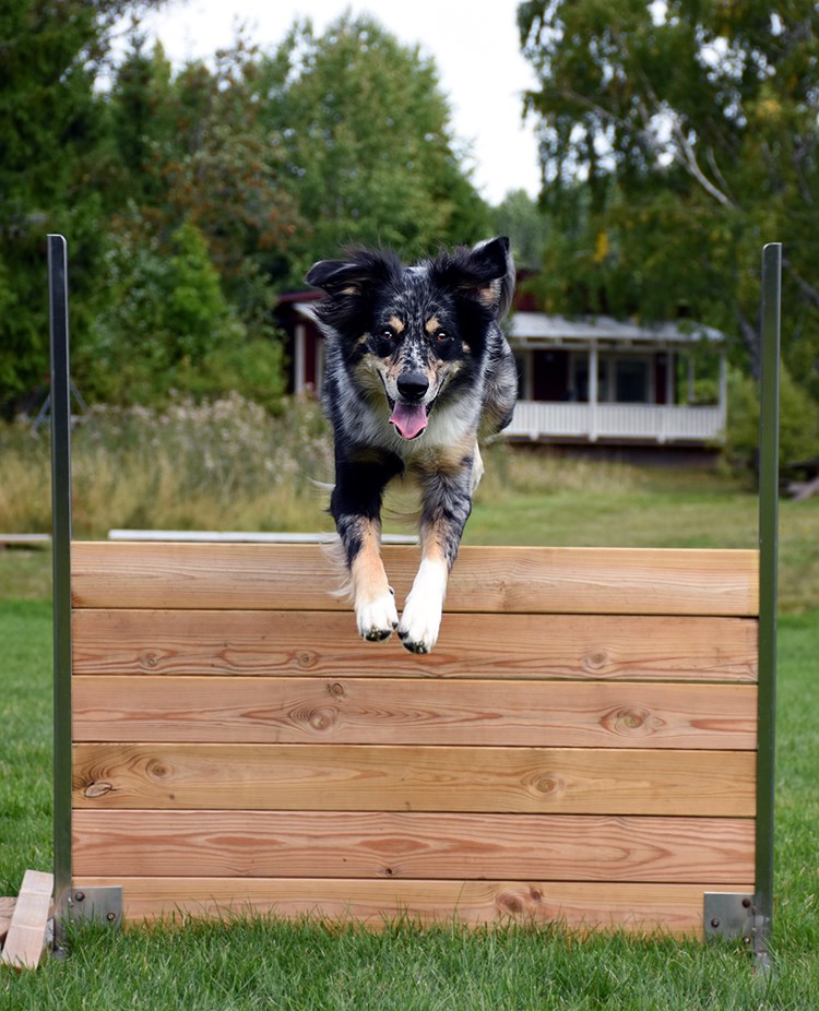 Australian sheperd som hoppar över ett lydnadshinder