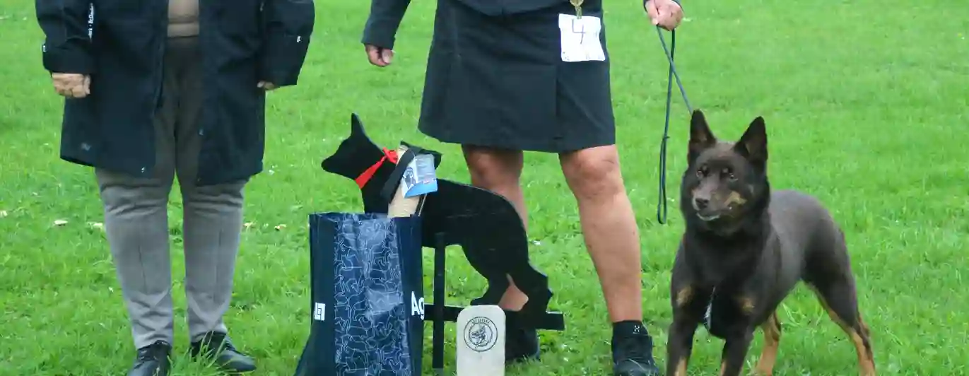 Gotlands Vackraste Bruksmeriterade Hund
SE UCH SPH1 Miss Magoo´s Enya af Stenkulla, Australian Kelpie,  Äg: Marianne Nordlander


