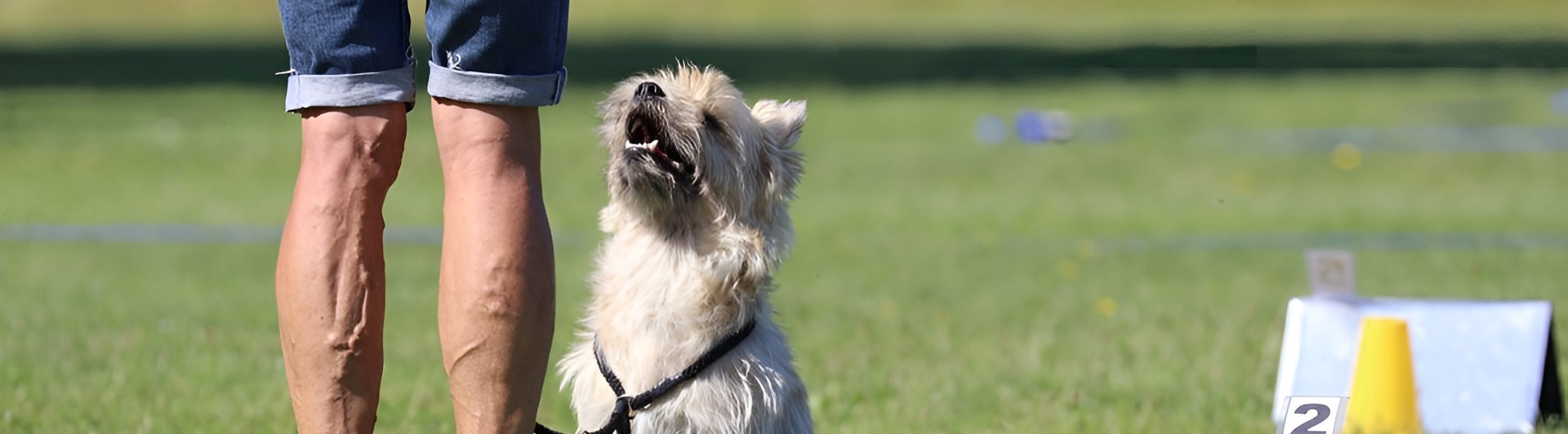 Träning Rallylydnad