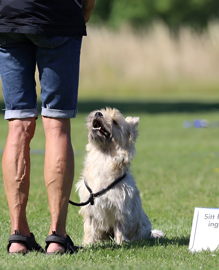 Träning Rallylydnad