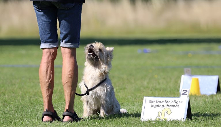 Träning Rallylydnad