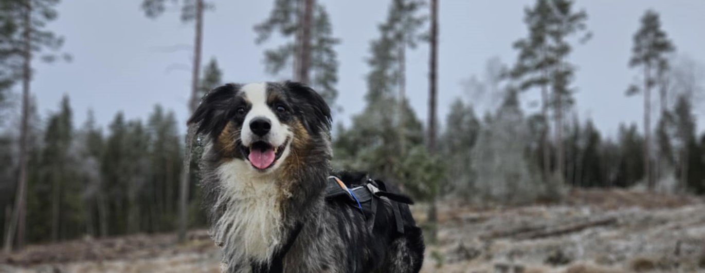 Hund ute på en åker