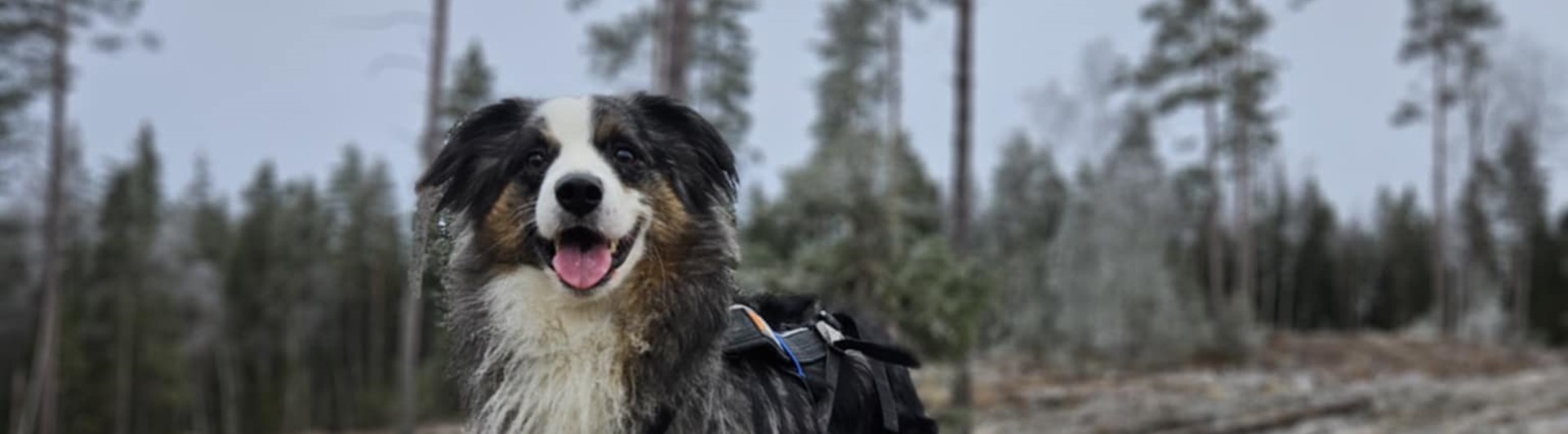 Hund ute på en åker