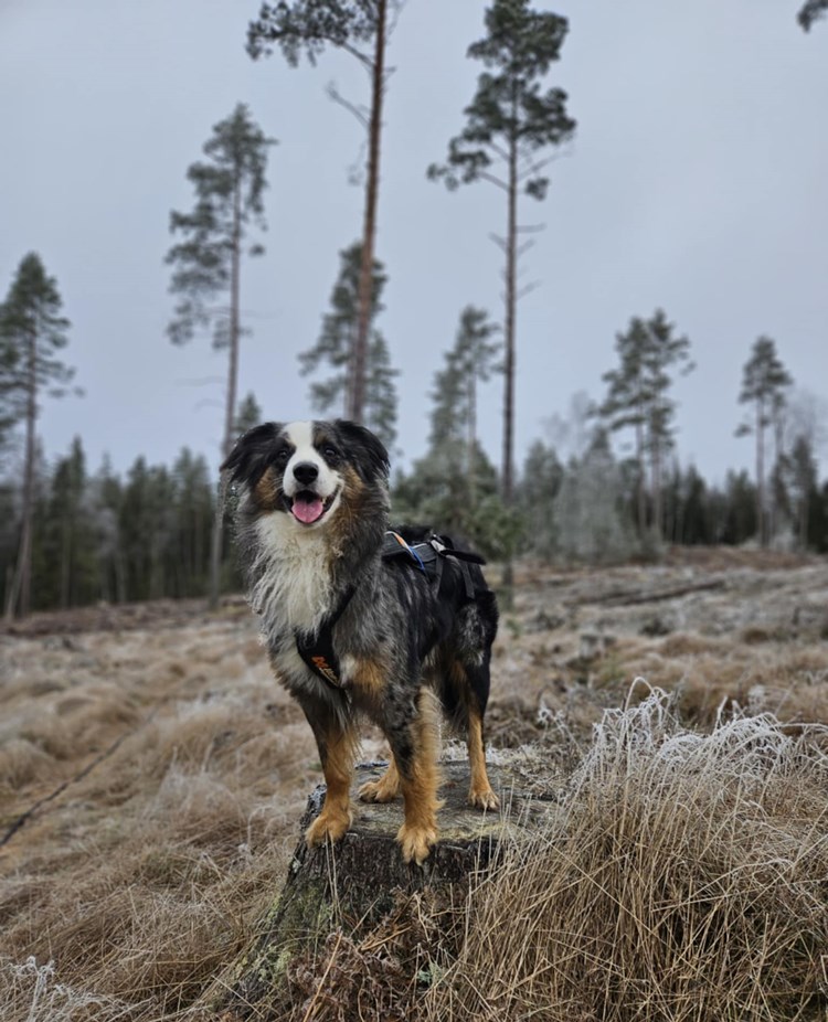 Hund ute på en åker