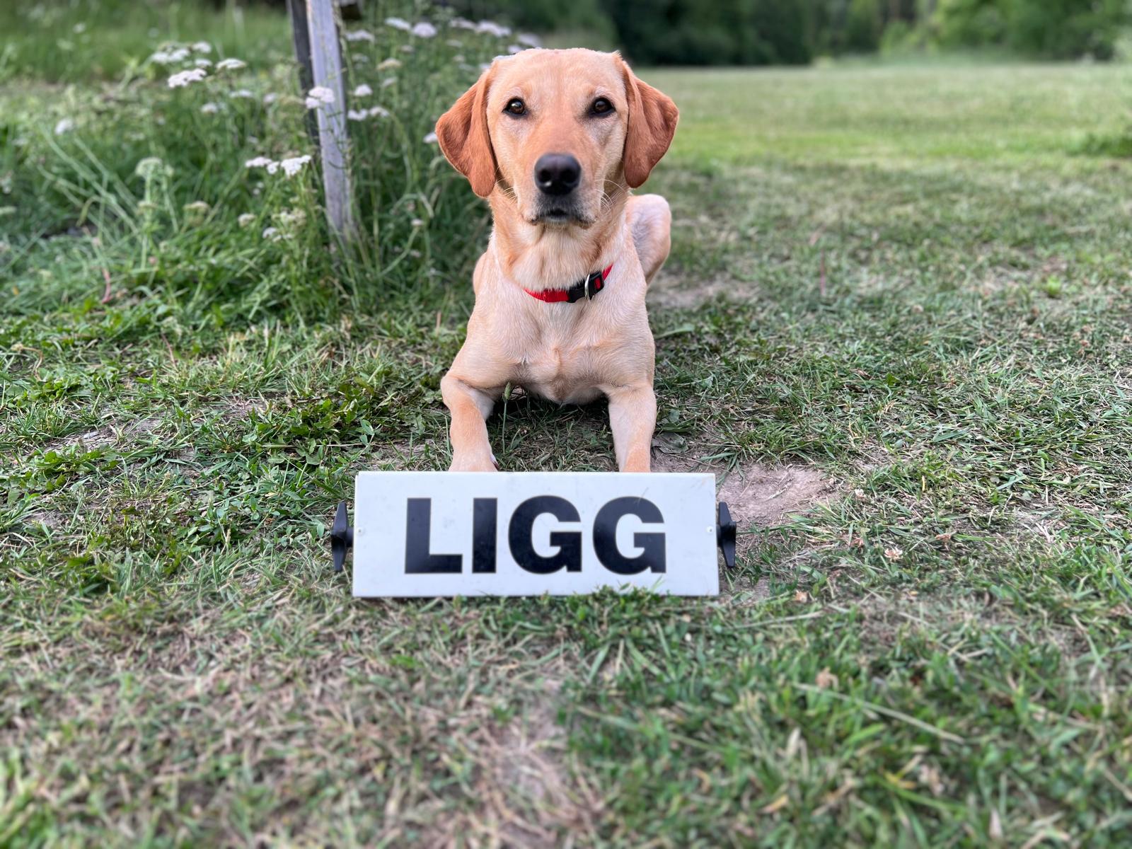 Labrador vid Liggkommando