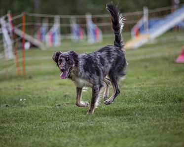 KM vinnare 2024 i Agility Large: Jenny Åström & Trilla