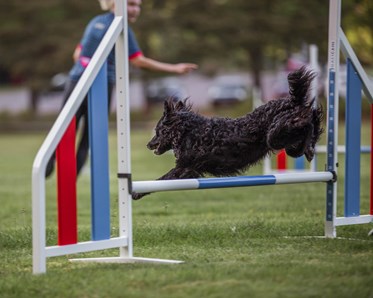 KM vinnare 2024 i Agility Medium: Irja Nybrand & Rakel