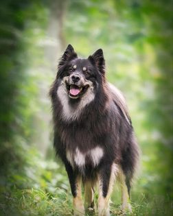 Apex poserar i skogen.