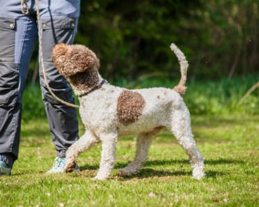 Människa med hund som går fot