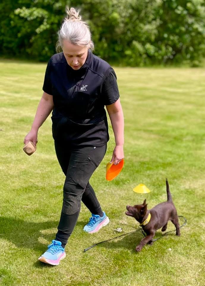 En liten brun valp tränar på fotgående med sin människa på gräsmattan i det vackra vädret