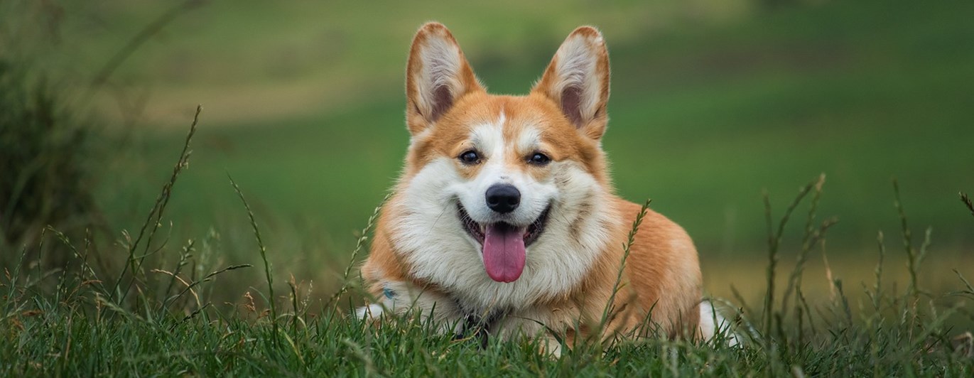 Liggande Corgi