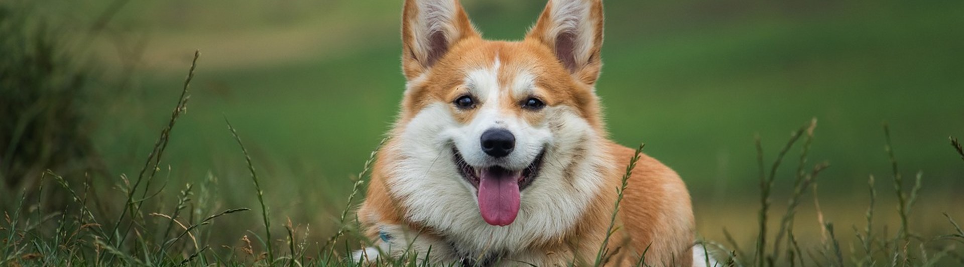 Liggande Corgi