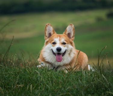 Liggande Corgi