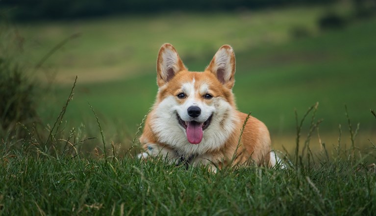 Liggande Corgi