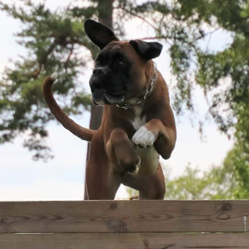 Boxer i full fart över ett plank.