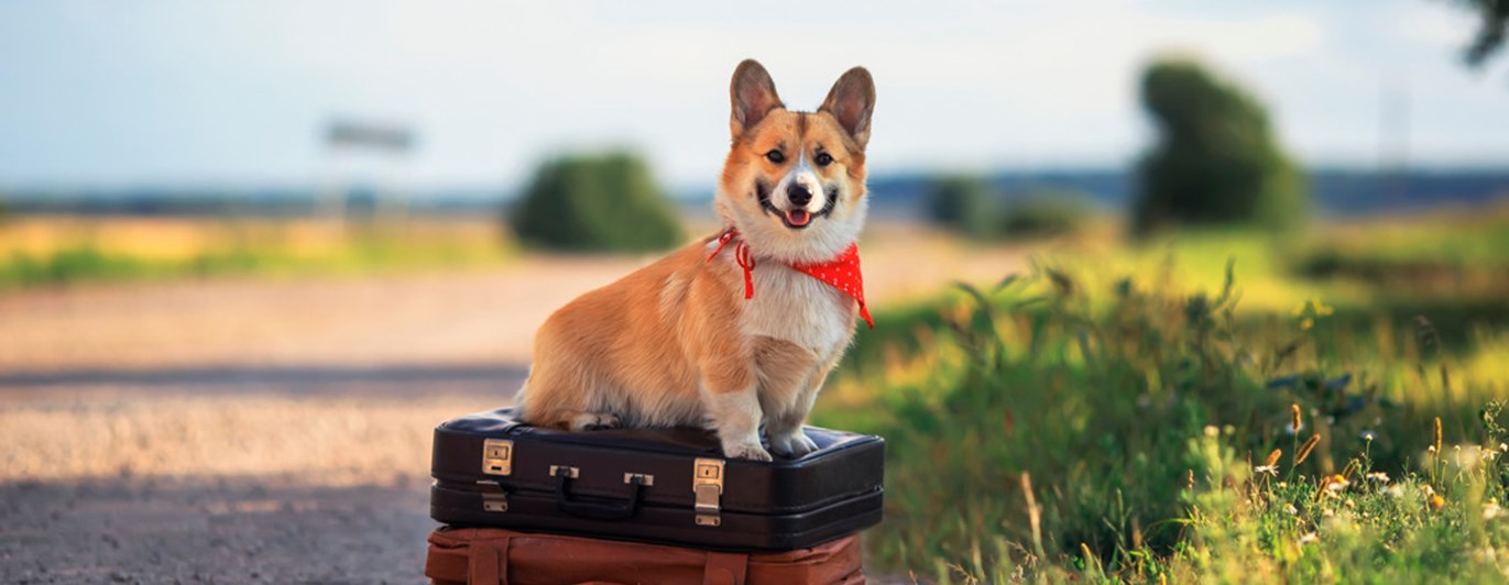 En corgi som sitter på två resväskor vid en grusväg
