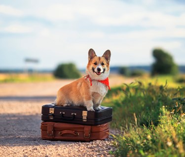 En corgi som sitter på två resväskor vid en grusväg