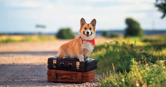 En corgi som sitter på två resväskor vid en grusväg