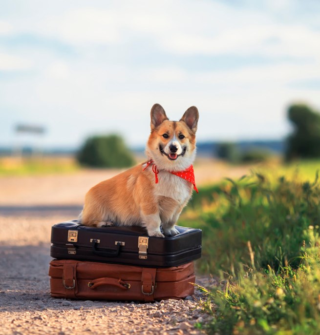 En corgi som sitter på två resväskor vid en grusväg