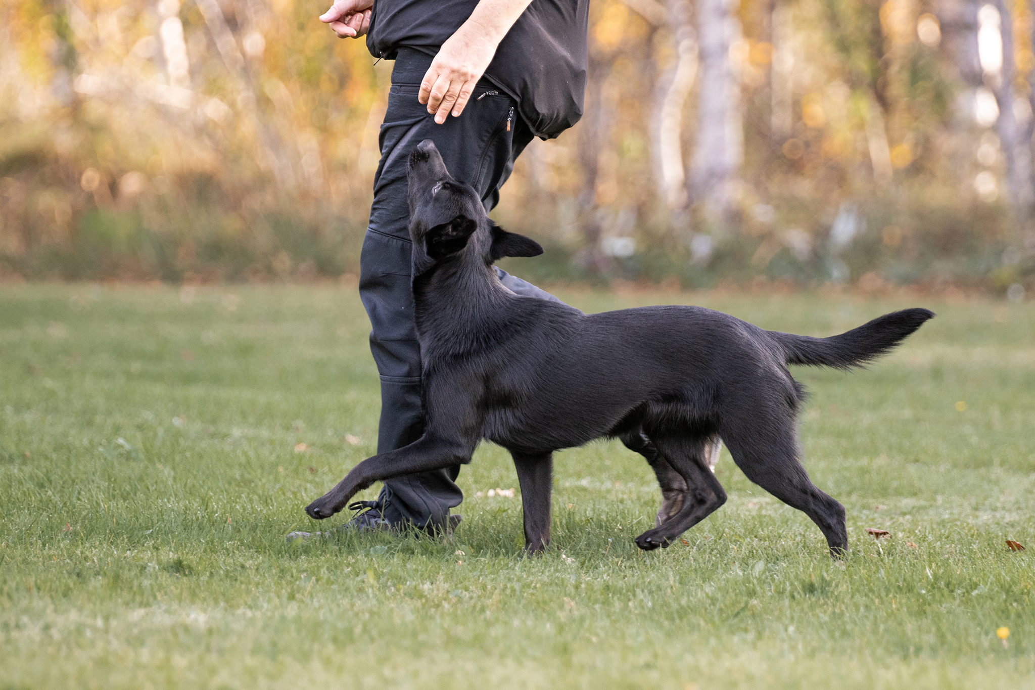 Kelpie som går fritt följ