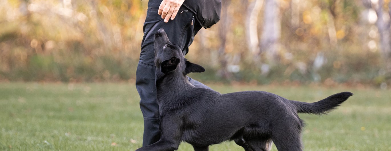 Kelpie som går fritt följ