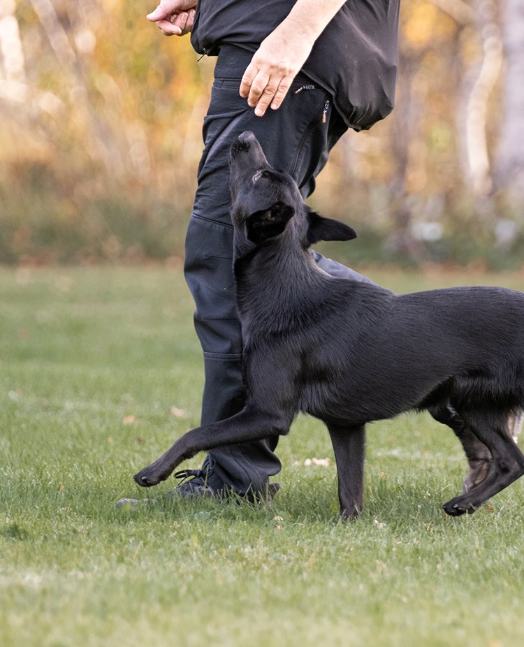 Kelpie som går fritt följ